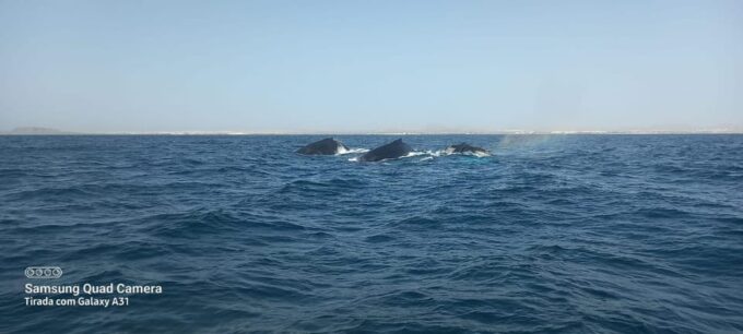 Whale Watching Tour SEASONAL - Frequently Asked Questions