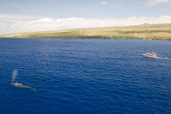 Whale Watching Tour: Whales Guaranteed in Kona Waikoloa - Customer Reviews and Feedback