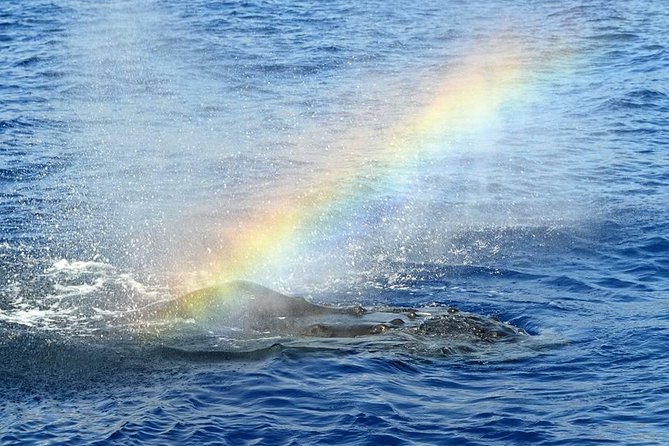 Whale Watching Tour: Whales Guaranteed in Kona Waikoloa - Whale Sighting Guarantee