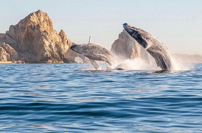 Whale Watching Tour with Arch and Beach in Cabo San Lucas - Who Should Consider This Tour?