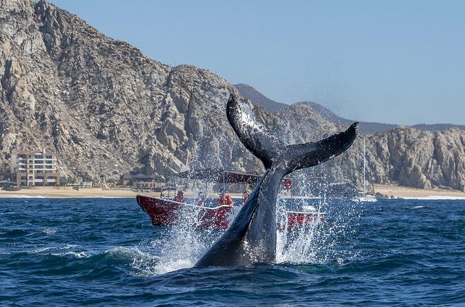 Whale Watching Tour with Arch and Beach in Cabo San Lucas - FAQs