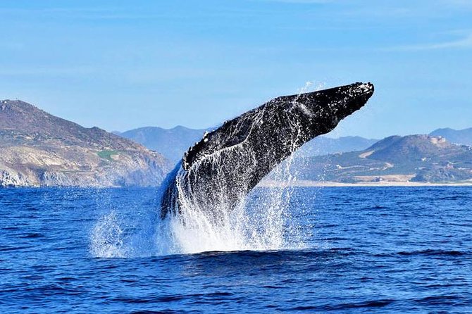 Whale Watching Tour With Free Photos and Guaranteed Sightings - Meeting and Pickup Details