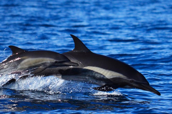 Whale Watching Tour With Free Photos and Guaranteed Sightings - Guaranteed Whale Sightings