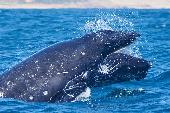 Whale Watching Tour With Free Photos and Guaranteed Sightings - Tour Group Size