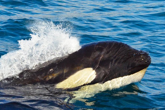 Whale Watching Tour With Free Photos and Guaranteed Sightings - Tour Reviews and Rating
