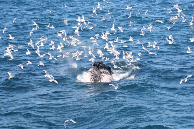 Whale Watching Tour With Professional Guide From Reykjavik - Inclusions in the Tour Package