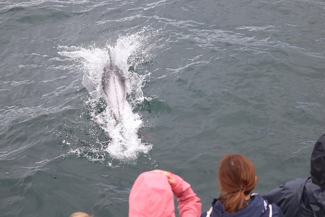 Whale Watching Tour With Professional Guide From Reykjavik - Meeting Point and Pickup Details