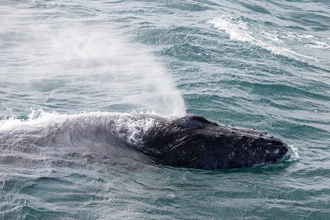 Whale Watching Tour With Professional Guide From Reykjavik - Essential Information for Participants