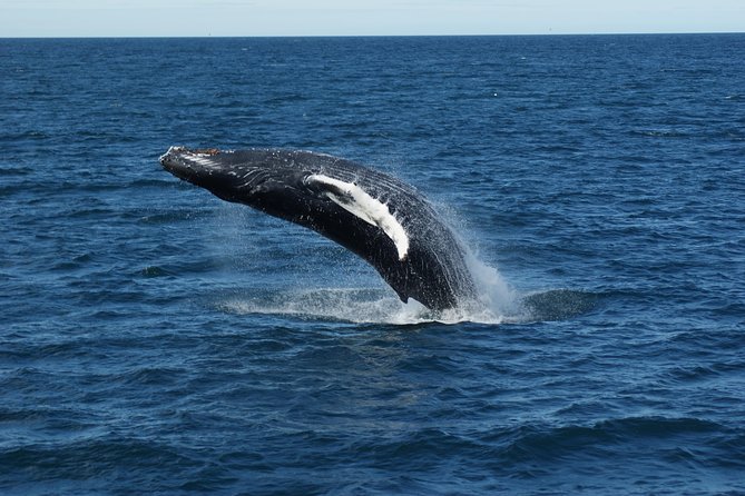 Whale Watching Tour With Professional Guide From Reykjavik - Highlights of the Whale Watching Experience