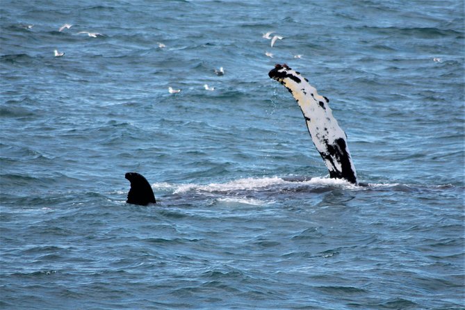 Whale Watching Tour With Professional Guide From Reykjavik - Customer Reviews and Ratings