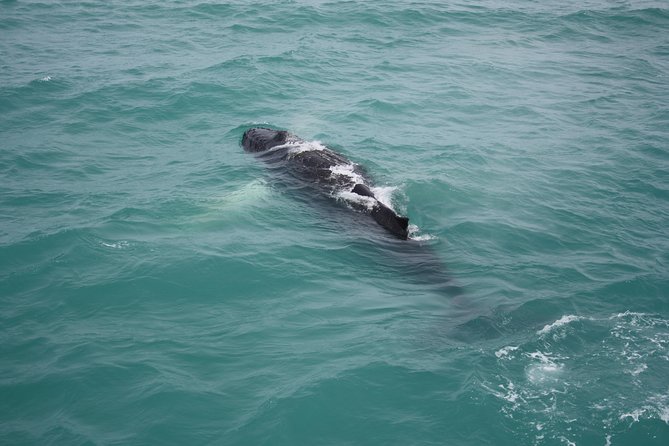 Whale Watching Tour With Professional Guide From Reykjavik - Tour Duration and Group Size