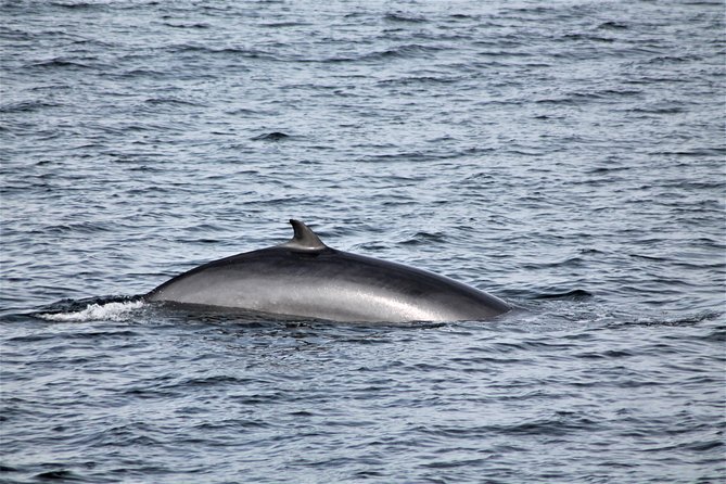 Whale Watching Tour With Professional Guide From Reykjavik - Additional Useful Information