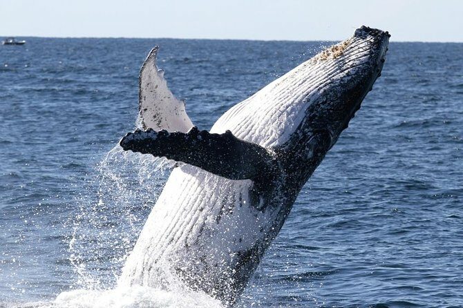 Whale Watching Tour with Spirit of Gold Coast - The Review Spectrum: What Travelers Say