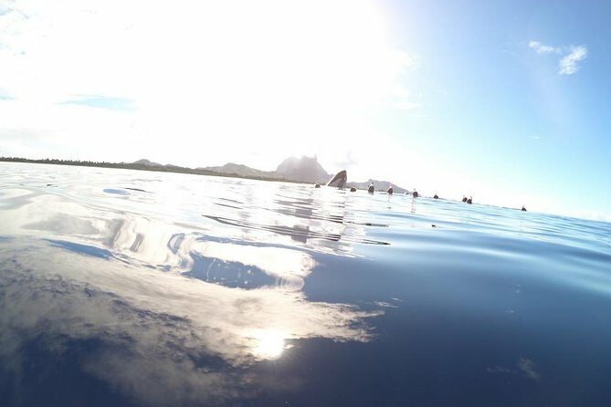 Whale Watching Tours in Bora Bora - The Experience Breakdown