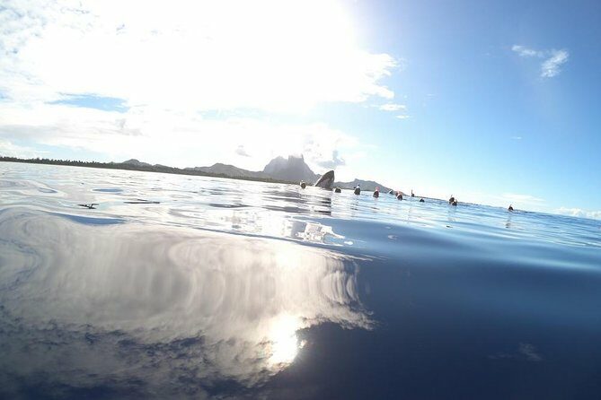 Whale Watching Tours in Bora Bora - FAQ