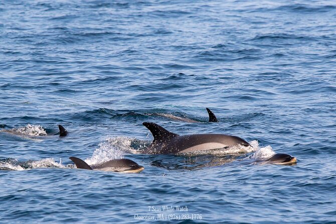 Whale Watching Trips to Stellwagen Bank Marine Sanctuary. Guaranteed Sightings! - Accessibility and Amenities
