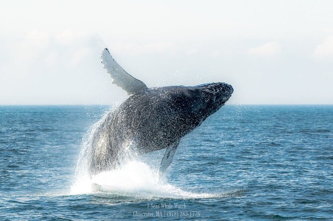Whale Watching Trips to Stellwagen Bank Marine Sanctuary. Guaranteed Sightings! - Directions and Meeting Point