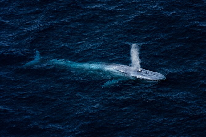 Whale Watching Ultimate Adventure Tour Kaikoura 1 Hour 20 Min - Inclusions