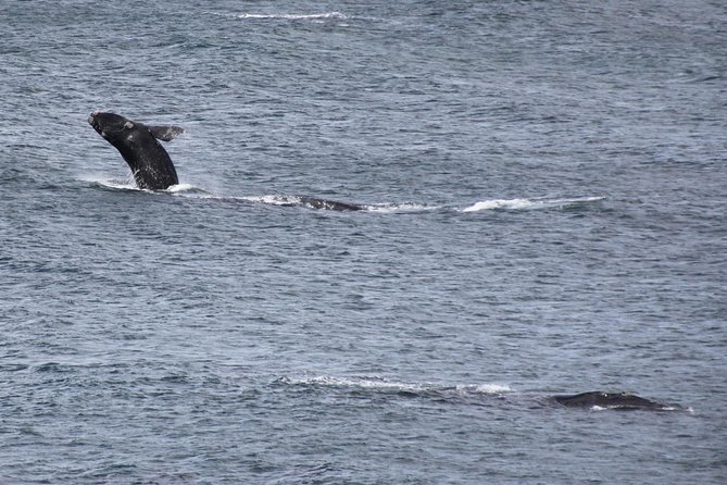 Whale Watching Walking Tours (Land-Based) - From JUNE - Highlights of the Experience