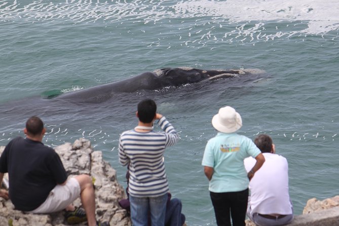 Whale Watching Walking Tours (Land-Based) - From JUNE - Inclusions and Amenities
