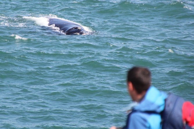 Whale Watching Walking Tours (Land-Based) - From JUNE - Confirmation and Accessibility