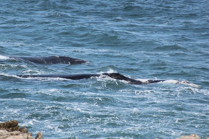 Whale Watching Walking Tours (Land-Based) - From JUNE - Weather and Minimum Travelers