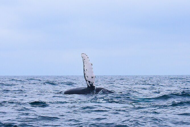 Whale Watching Warranty in San José del Cabo Snacks and drinks - Key Points