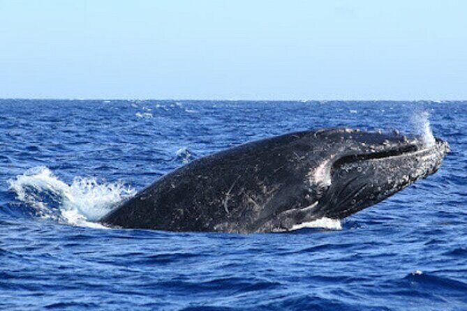 Whale Watching Warranty in San José del Cabo Snacks and drinks - An In-Depth Look at the Whale Watching Tour
