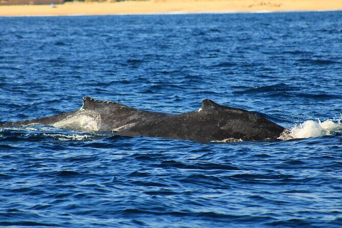 Whale Watching Warranty in San José del Cabo Snacks and drinks - FAQs