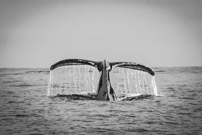 Whale Watching With Hydrophone in Cabo San Lucas - Inclusions and Accessibility