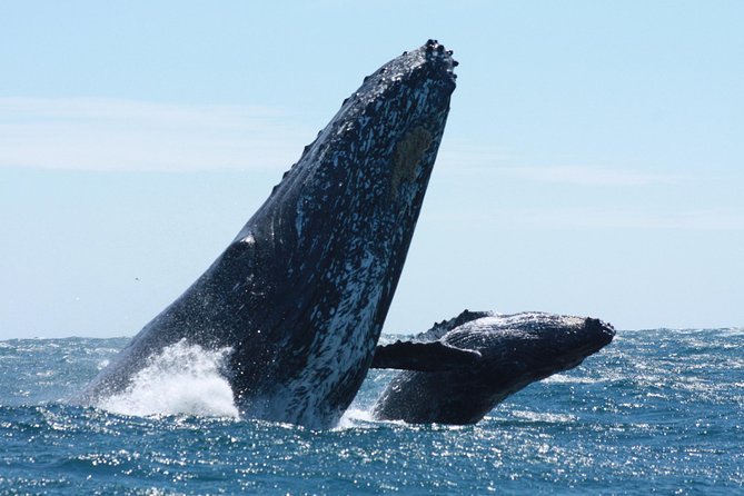 Whale Watching Zodiac in Cabo San Lucas - Zodiac Boat Excursion