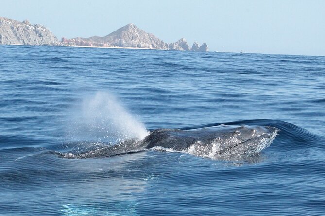 Whale Watching Zodiac in Cabo San Lucas - Onboard Marine Biologist
