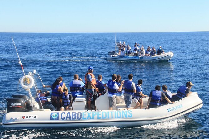 Whale Watching Zodiac in Cabo San Lucas - Tour Departure Times