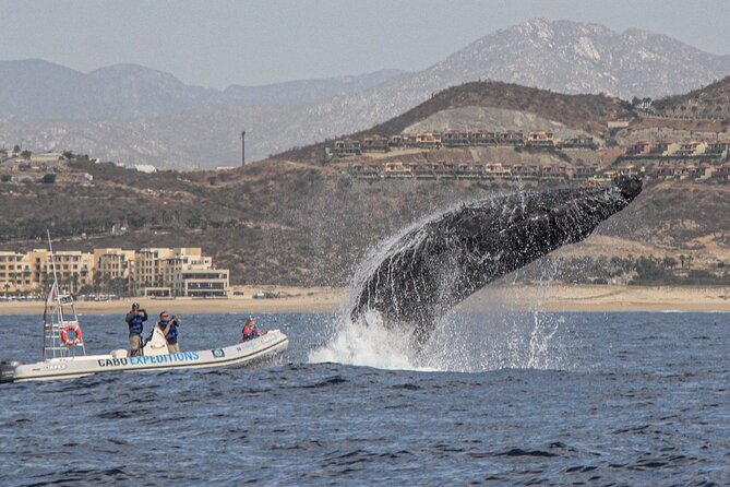 Whale Watching Zodiac in Cabo San Lucas - Private Boat Upgrade