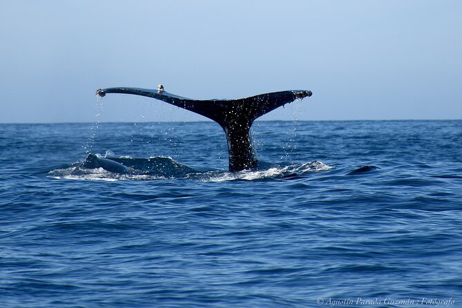 Whale Watching Zodiac in Cabo San Lucas - Meeting and Pickup Information