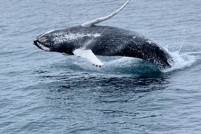 Whale Wonders Morning Expedition From Reykjavík - Accessibility and Recommendations