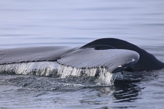 Whale Wonders Morning Expedition From Reykjavík - Reviews and Feedback