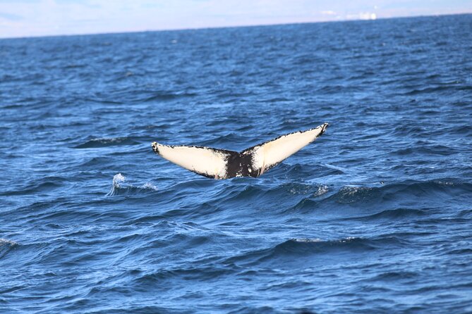 Whale Wonders Morning Expedition From Reykjavík - Whale Sighting Highlights