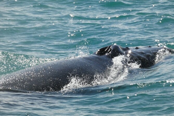 Whale Wonders Morning Expedition From Reykjavík - Tour Operator Insights