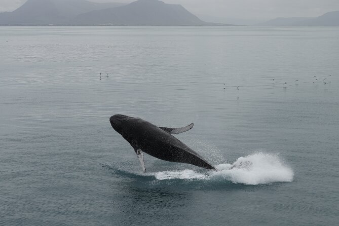 Whale Wonders Morning Expedition From Reykjavík - Recap