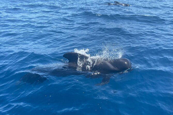 Whales and Dolphins Excursion on a Luxury Yacht in Canary Islands - Tour Group Size and Crew