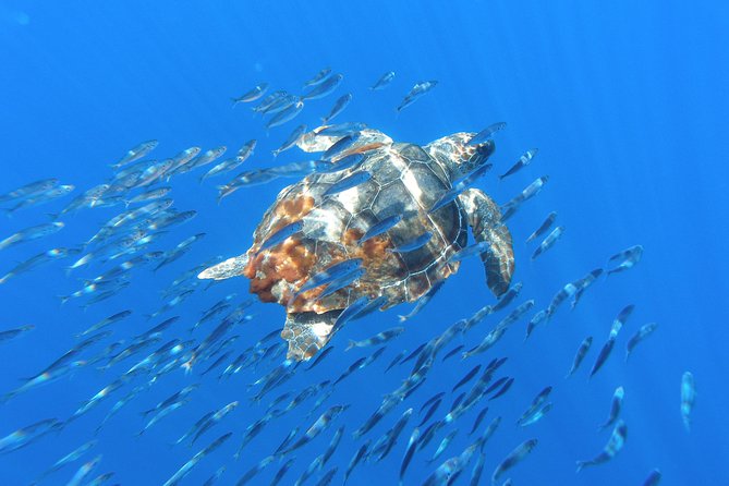 Whales and Dolphins + Vila Franca Islet (Full Day With Lunch) - Lunch and Traditional Cuisine