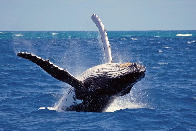 Whales and Dolphins Watching Mirissa - Whale Watching Experience