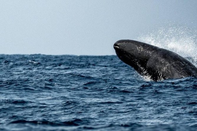 Whales and Dolphins Watching Mirissa - Moonstone Mines Visit