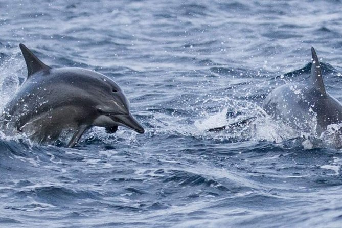 Whales and Dolphins Watching Mirissa - Transportation and Accessibility