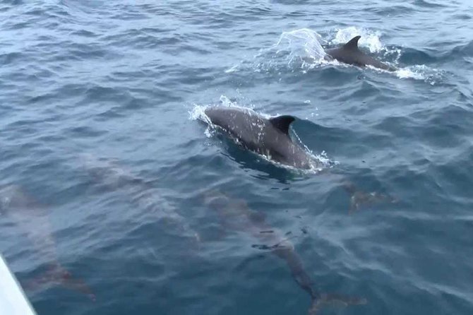 Whales and Dolphins Watching Mirissa - Customer Reviews and Ratings