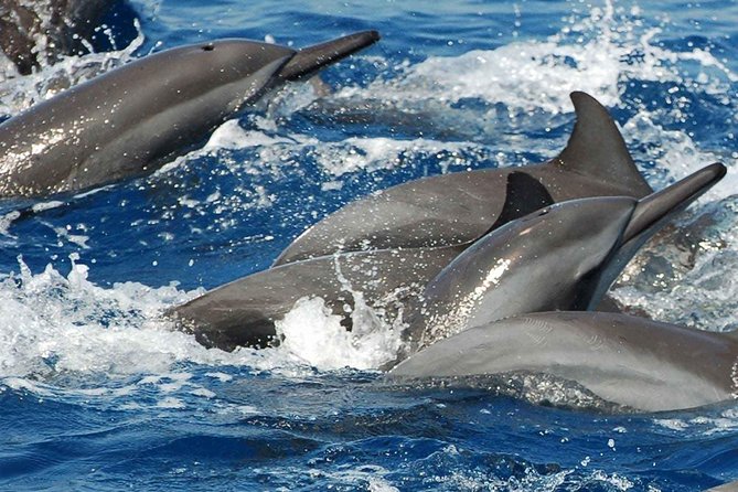 Whales and Dolphins Watching Mirissa - Tips for Your Visit