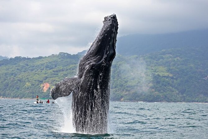 Whales and Dolphins Watching Tour From Manuel Antonio - Key Points