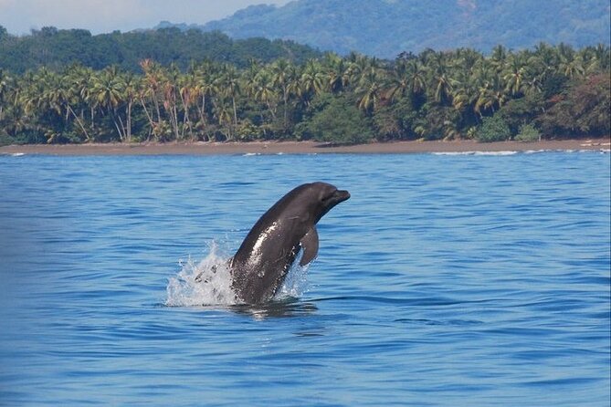 Whales and Dolphins Watching Tour From Manuel Antonio - Itinerary and Timings