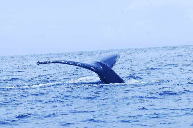 Whales and Dolphins Watching Tour From Manuel Antonio - Included Amenities